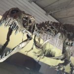 水戸市【ティラノサウルス全身復元骨格展示-特別展「水戸の大地の成り立ち-水戸140億年史-」】2月9日（日）〜3月15日（日）